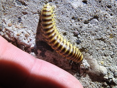 Rhysodesmus texicolens