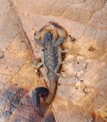Centruroides chamulaensis