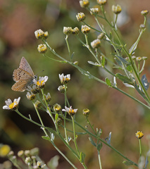 Tanacetum balsamitoides