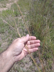 Andropogon lateralis