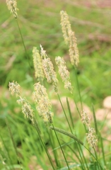 Phleum pratense
