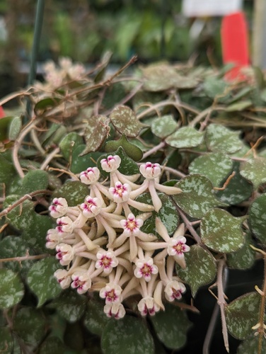 Hoya curtisii King & Gamble 2