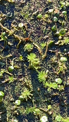Myriophyllum aquaticum