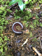 Narceus americanus