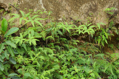 Gleichenella pectinata