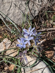 Androstephium coeruleum