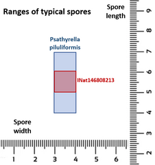 Psathyrella carinthiaca