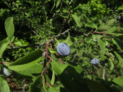 Prunus spinosa dasyphylla