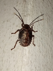 Discocephalinae