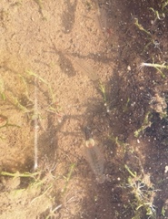 Chirocephalus diaphanus