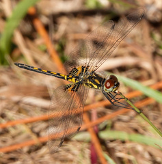 Celithemis ornata