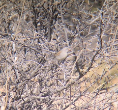 Spizella atrogularis