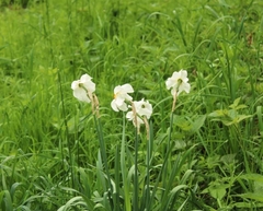 Narcissus poeticus