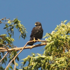 Buteo brachyurus