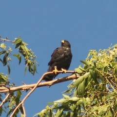 Buteo brachyurus