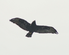 Buteo brachyurus