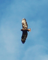 Buteo brachyurus