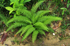 Pityrogramma calomelanos