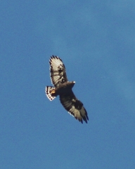 Buteo brachyurus