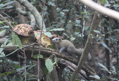 Callosciurus caniceps