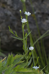 Stellaria persica