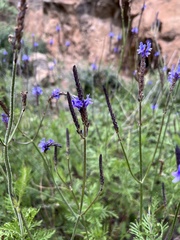Lavandula canariensis