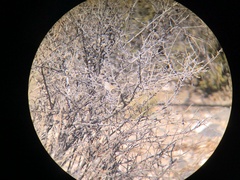 Spizella atrogularis