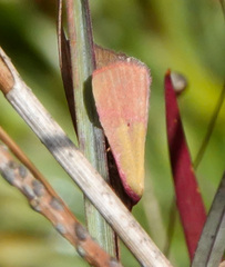 Phytometra rhodarialis