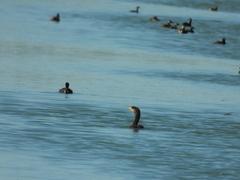 Nannopterum brasilianum