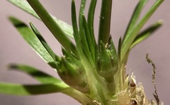 Colobanthus apetalus