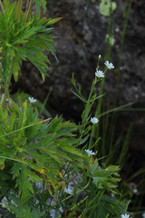 Stellaria persica
