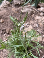 Cardamine parviflora