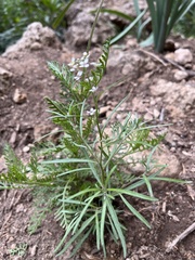 Cardamine parviflora