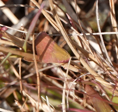 Phytometra rhodarialis