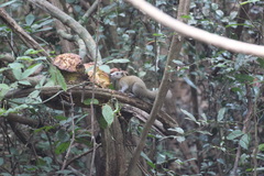 Callosciurus caniceps