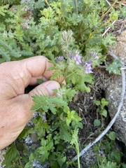 Phacelia cryptantha