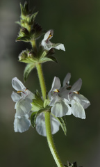 Stachys spinulosa