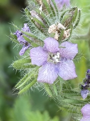 Phacelia cryptantha