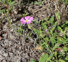 Phlox roemeriana