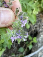 Phacelia cryptantha