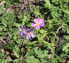 Phlox roemeriana