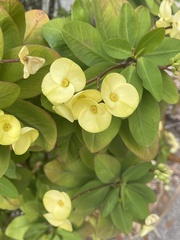 Pentalinon luteum