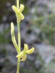 Pectocarya recurvata