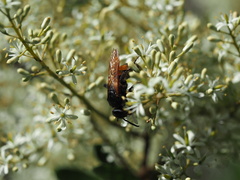 Radumeris tasmaniensis