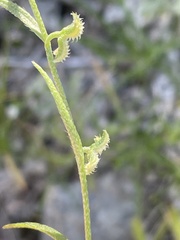 Pectocarya recurvata