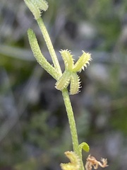 Pectocarya recurvata