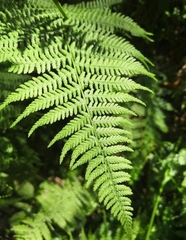 Athyrium filix-femina