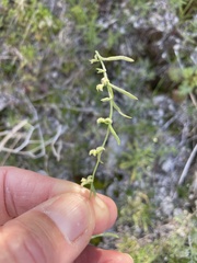 Pectocarya recurvata