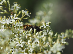 Radumeris tasmaniensis