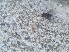 Calliphoroides antennatis